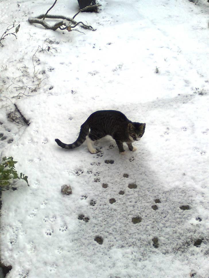 Huskat Mille - mille i hendes første sne billede 7