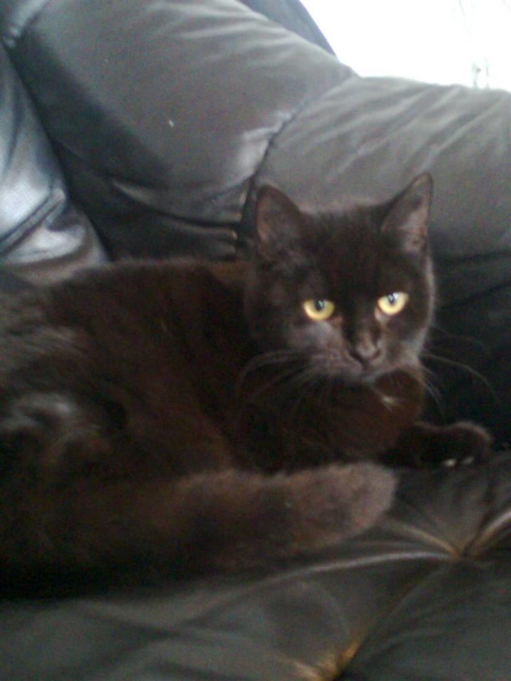 Huskat Emilie - skappe tid billede 1