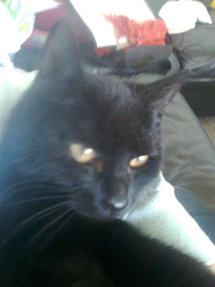 Huskat Emilie - en rigtig lille prinsesse billede 2