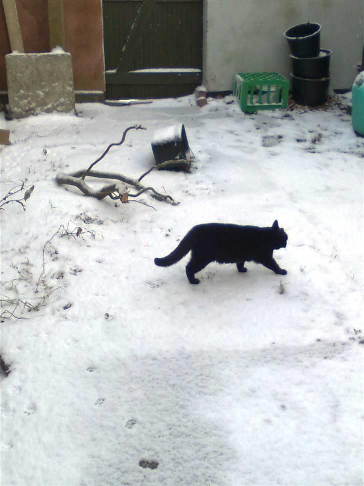 Huskat Emilie - i den første sne billede 3