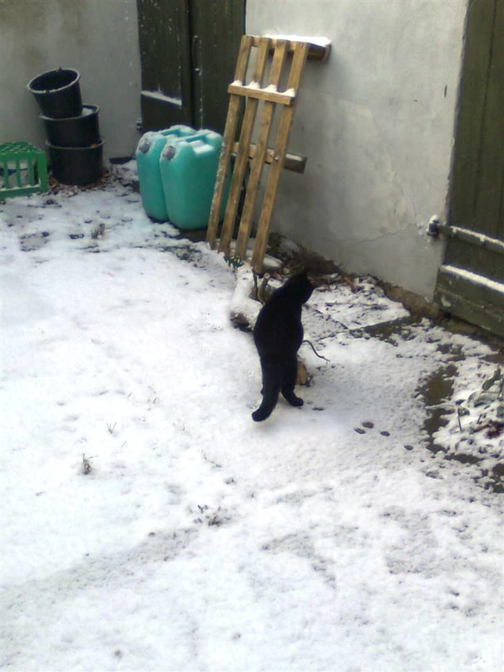 Huskat Emilie - leger i hendes første sne billede 4