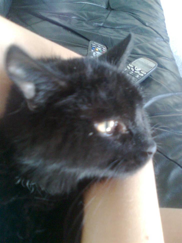 Huskat Emilie billede 5