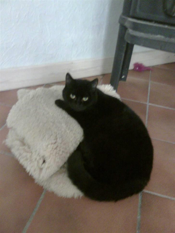 Huskat Emilie - dejlig tyk pels billede 6