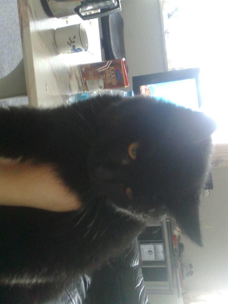 Huskat Emilie billede 7