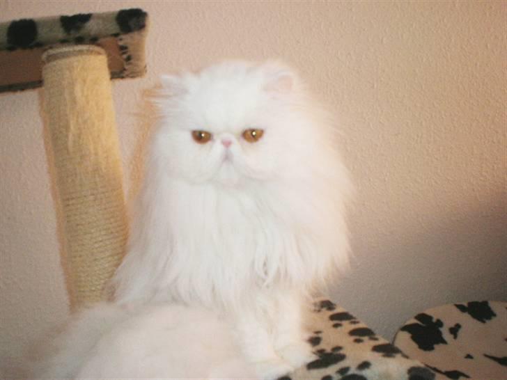 Perser Vanilla billede 11