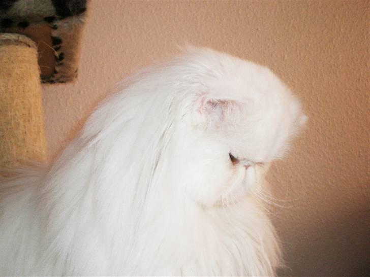 Perser Vanilla billede 12