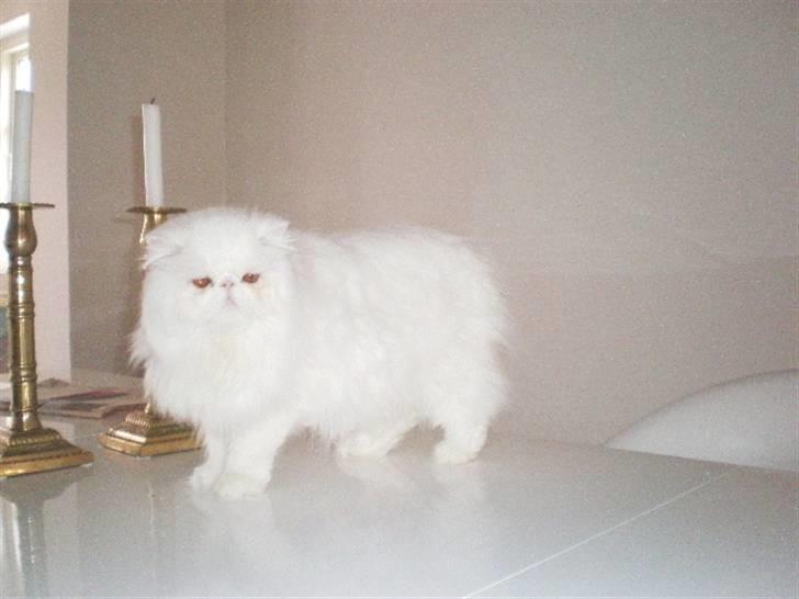 Perser Oscar billede 2