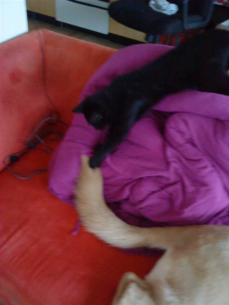 Huskat Mowgli - Mowgli leger med Daisy`s hale d. 14.03.09 billede 19