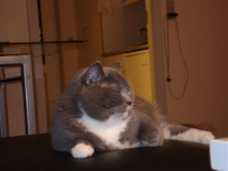 British Shorthair Emma billede 15