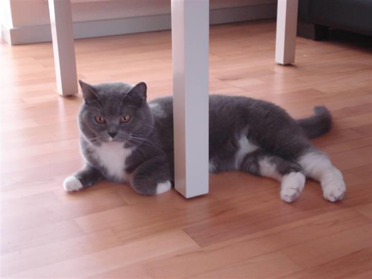 British Shorthair Emma billede 16