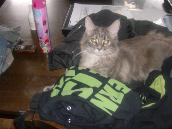 Maine Coon Fiona - må ikke ligge på bordet men lå lige tøj... billede 8