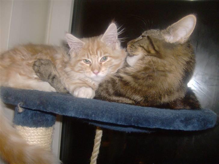 Maine Coon Apollo - Er vi ikke søde<3 billede 18