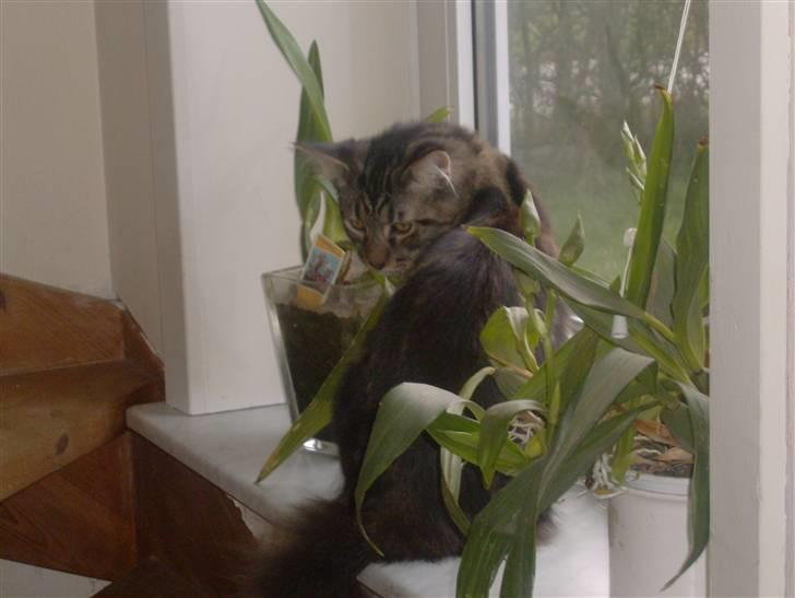 Maine Coon Apollo - tro jeg komme i urkoven billede 19