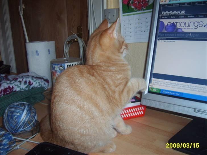 Huskat Lille mis - Nyt billede 20 af lile mis kigger lige på pc  billede 20