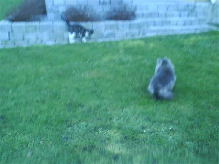 Blanding af racer Sylvester - jeg vil gerne lege med lillemis billede 19