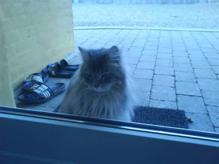 Blanding af racer Sylvester - Jeg vil ind! :D miav billede 20