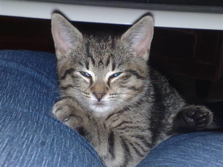 Huskat miver billede 10