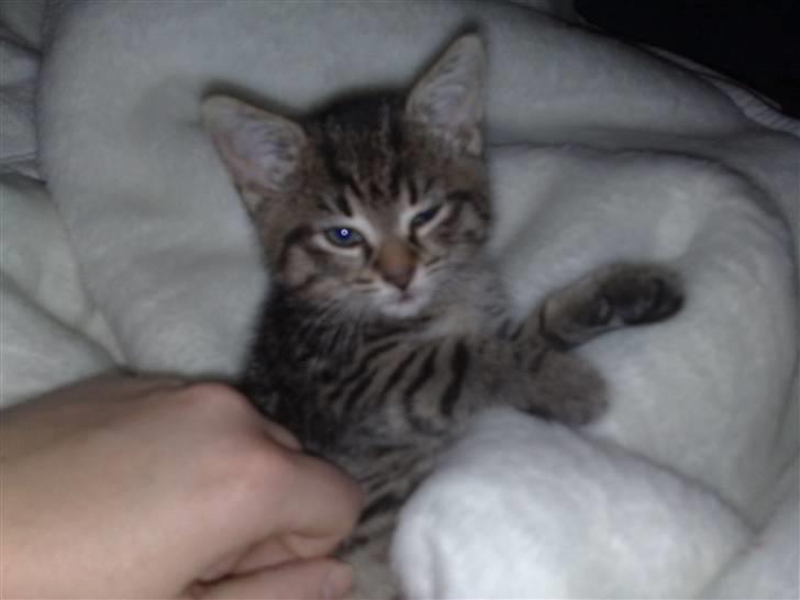 Huskat miver billede 12