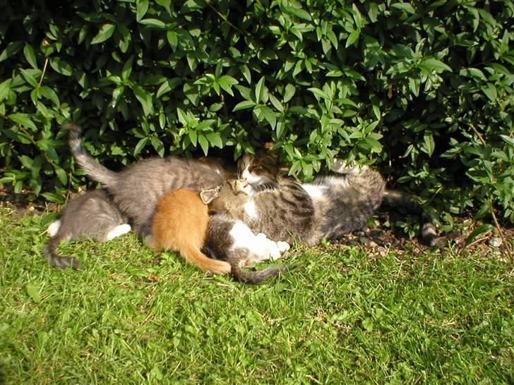 Blanding af racer Mutte (Aflivet) - jov man kan lige se hendes hovede i mellem alle di små misser billede 1