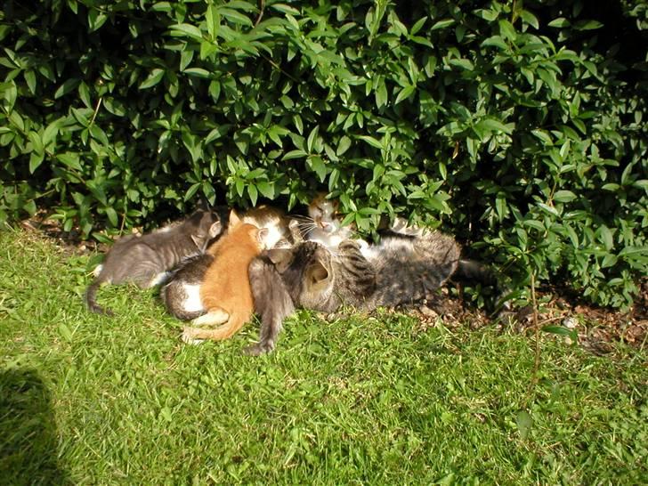 Blanding af racer Mutte (Aflivet) billede 2