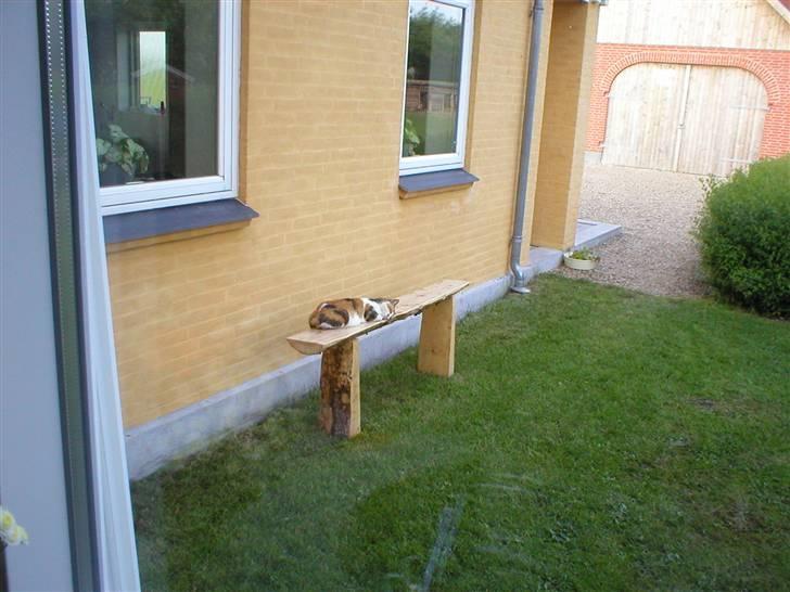 Blanding af racer Mutte (Aflivet) billede 3