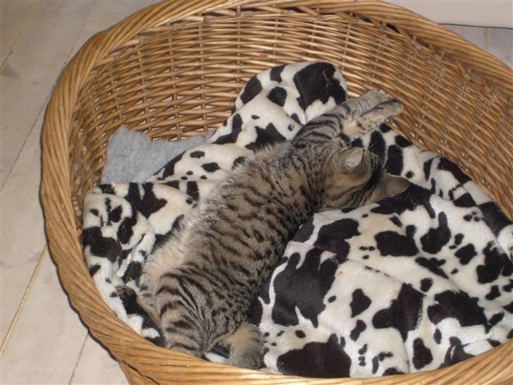 Blanding af racer ((( Bellis ))) - (Belle)  billede 11