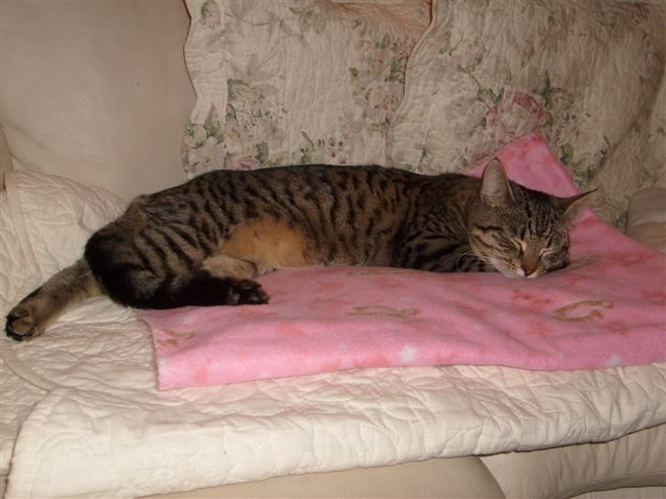 Blanding af racer ((( Bellis ))) - (Belle)  billede 12