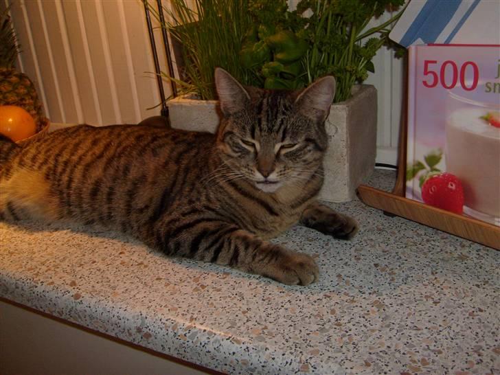 Blanding af racer ((( Bellis ))) - (Belle)  billede 13