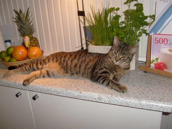 Blanding af racer ((( Bellis ))) - (Belle)  billede 14