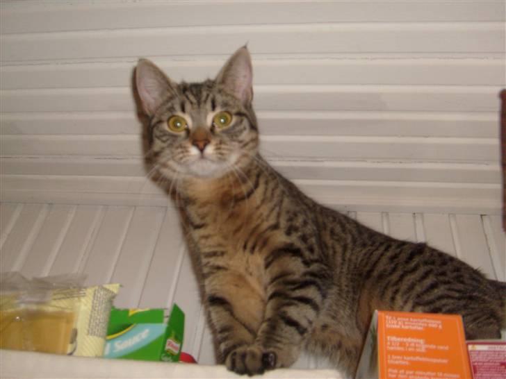 Blanding af racer ((( Bellis ))) - (Belle)  billede 15