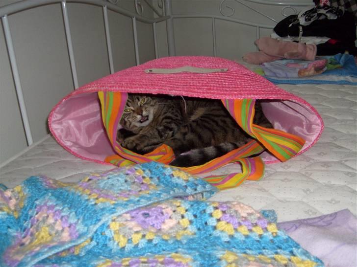 Blanding af racer ((( Bellis ))) - (Belle)  billede 16