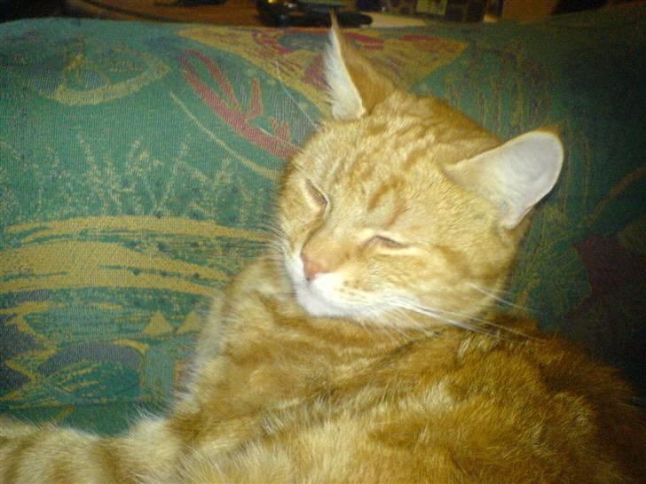 Huskat Reimer billede 1