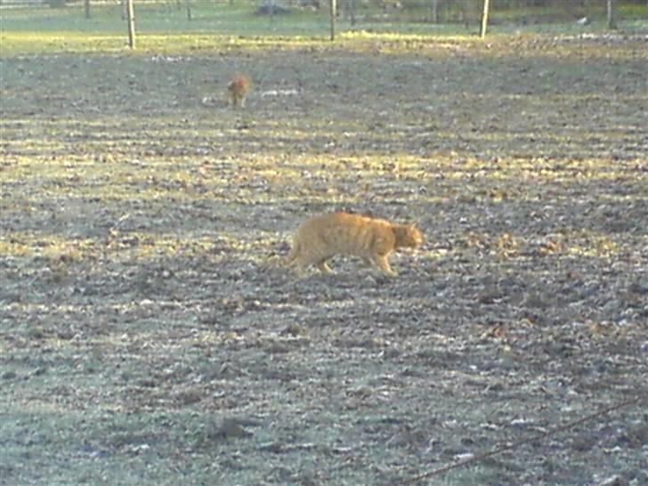 Huskat Reimer billede 2