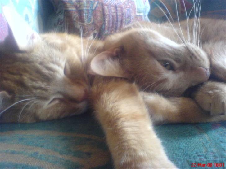 Huskat Reimer billede 3