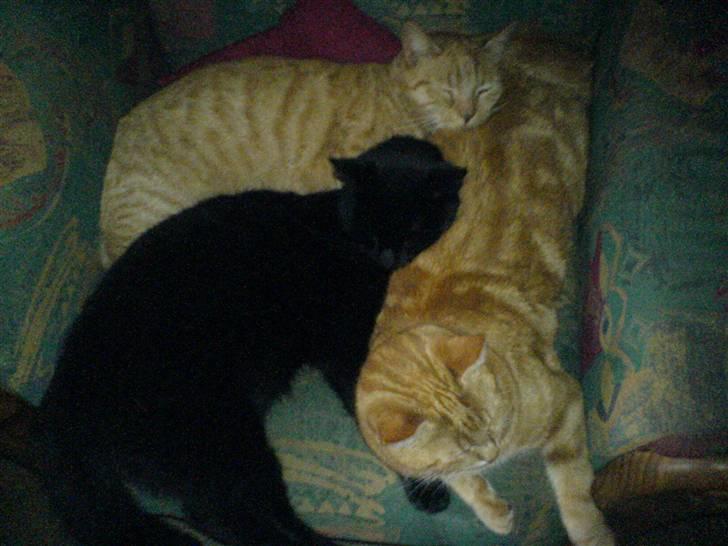 Huskat Reimer billede 4