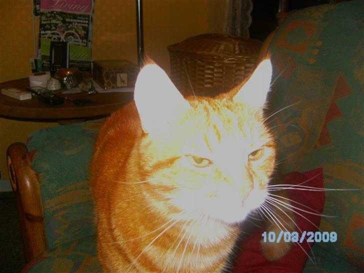 Huskat Reimer billede 5