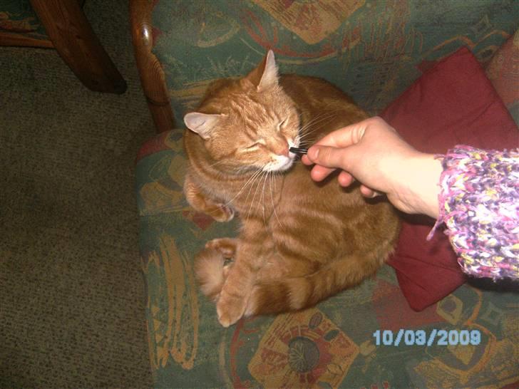 Huskat Reimer - OBS. DET ER LAKRIDS HAN SPISER billede 6