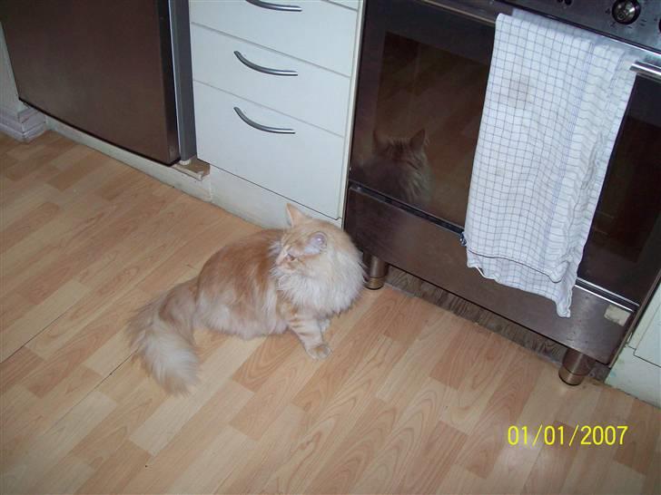 Norsk Skovkat Dk  weis Zion billede 17