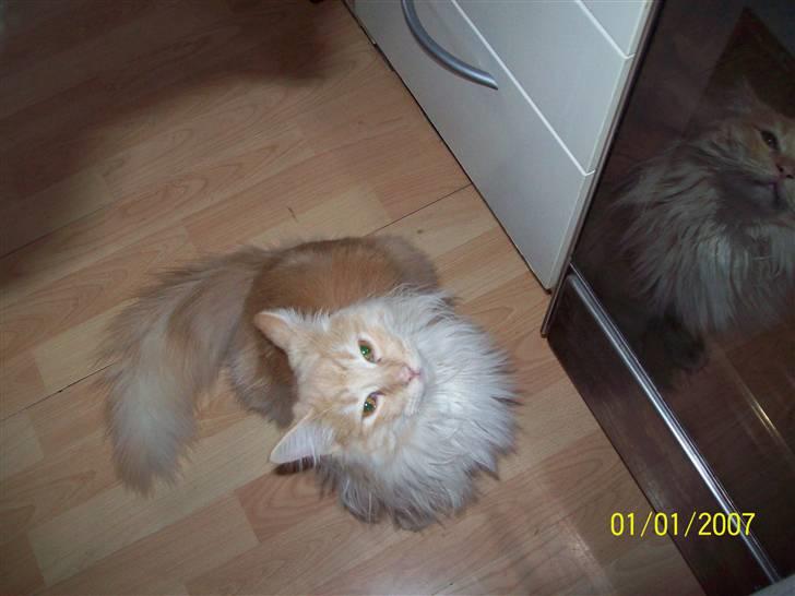 Norsk Skovkat Dk  weis Zion billede 18