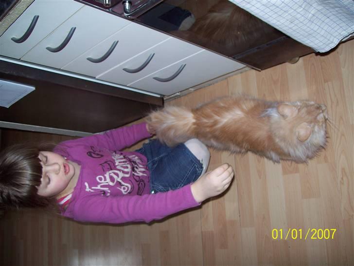 Norsk Skovkat Dk  weis Zion billede 19