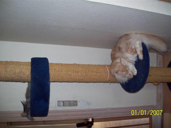 Norsk Skovkat Dk  weis Zion billede 20