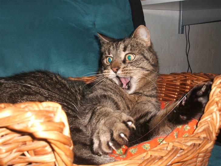 Huskat gråmis - ej så kan man da heller ik se mere voldsom ud !<3 :P billede 4