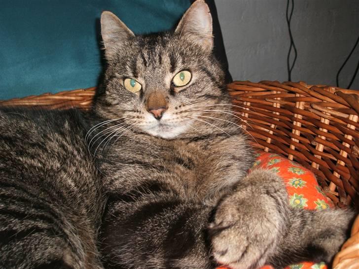 Huskat gråmis - hihi (: billede 5