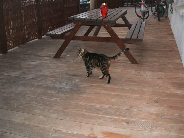 Huskat Buster  - buster udenfor <3 billede 8