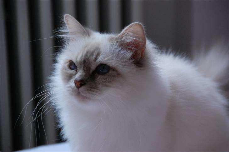 Hellig Birma Von Frey's Queenie - Marts 2009 billede 6