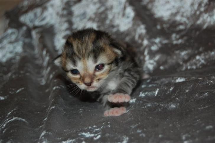 Norsk Skovkat Bells Flying Tiger - Igen Bells Flying Tiger som hel lille billede 3