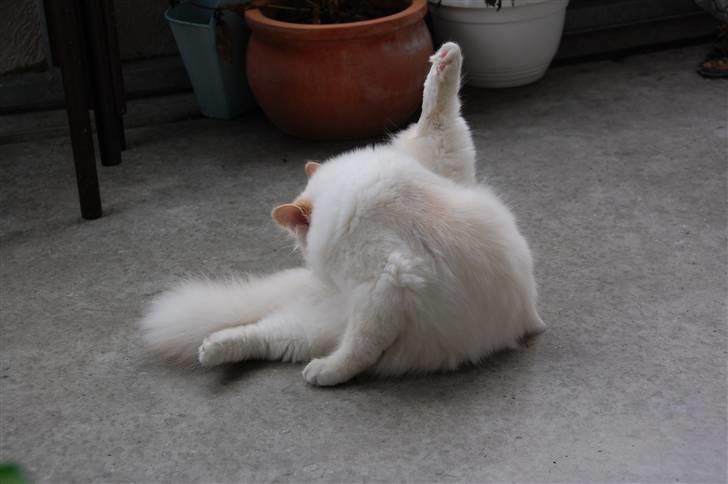 Hellig Birma CH. Sølverlad's Caspian billede 4