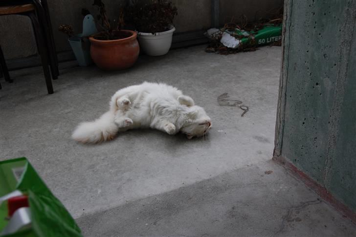 Hellig Birma CH. Sølverlad's Caspian - Hygger på terassen billede 5