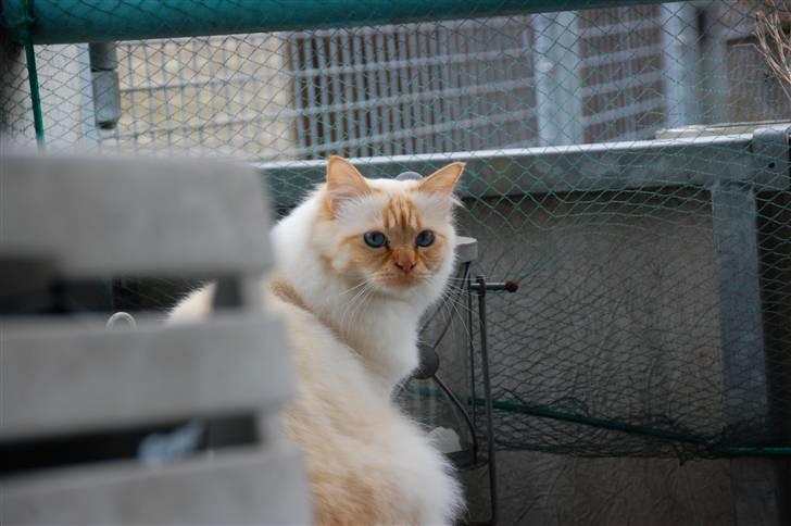 Hellig Birma Pr Tsung's Azza billede 9