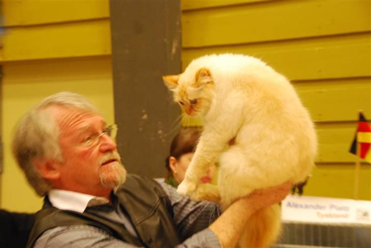 Hellig Birma Pr Tsung's Azza billede 10